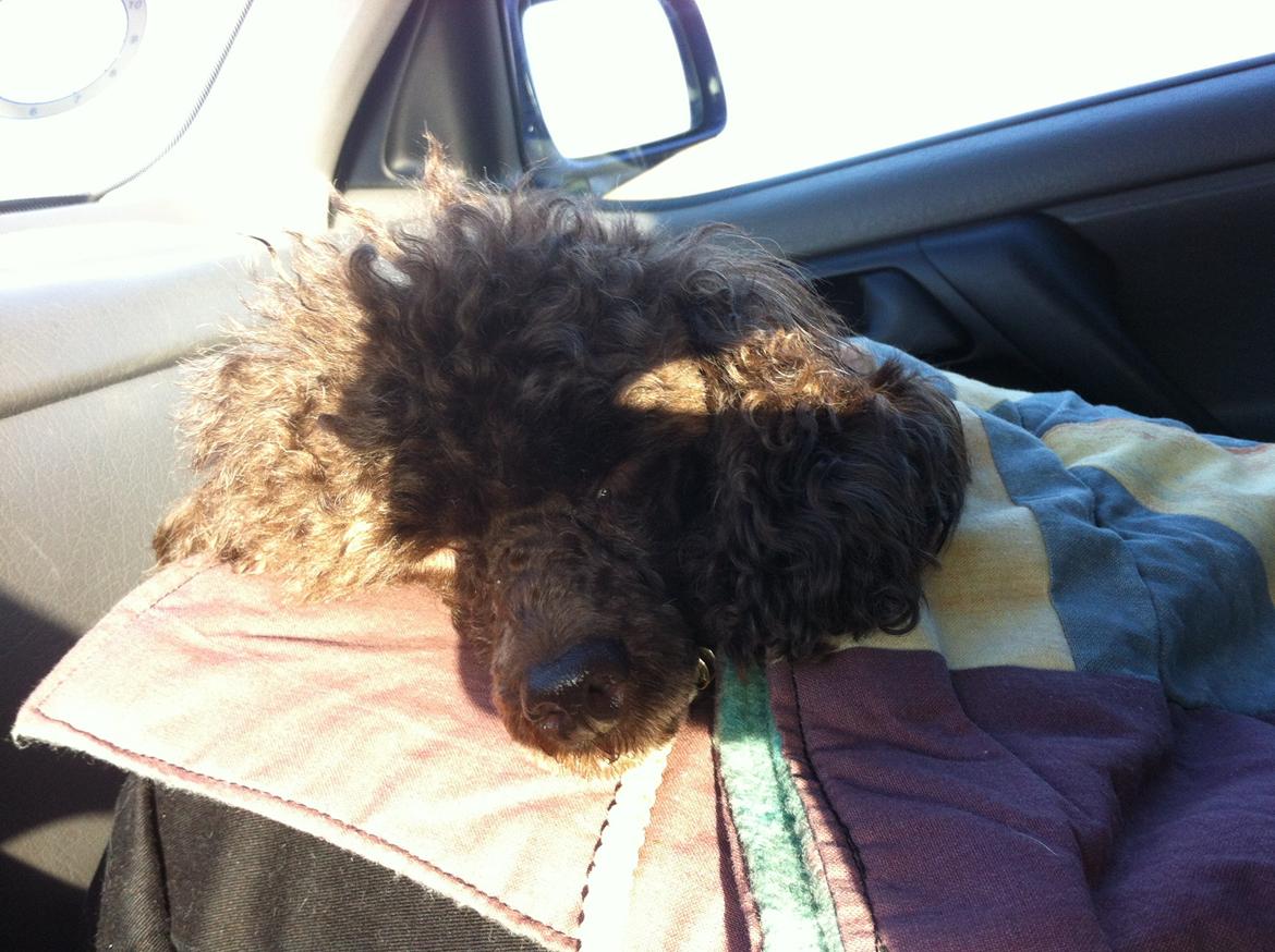 Toypuddel Salsa billede 2