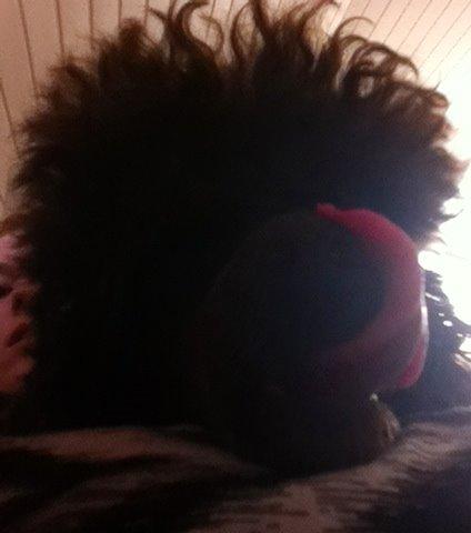 Toypuddel Salsa billede 19