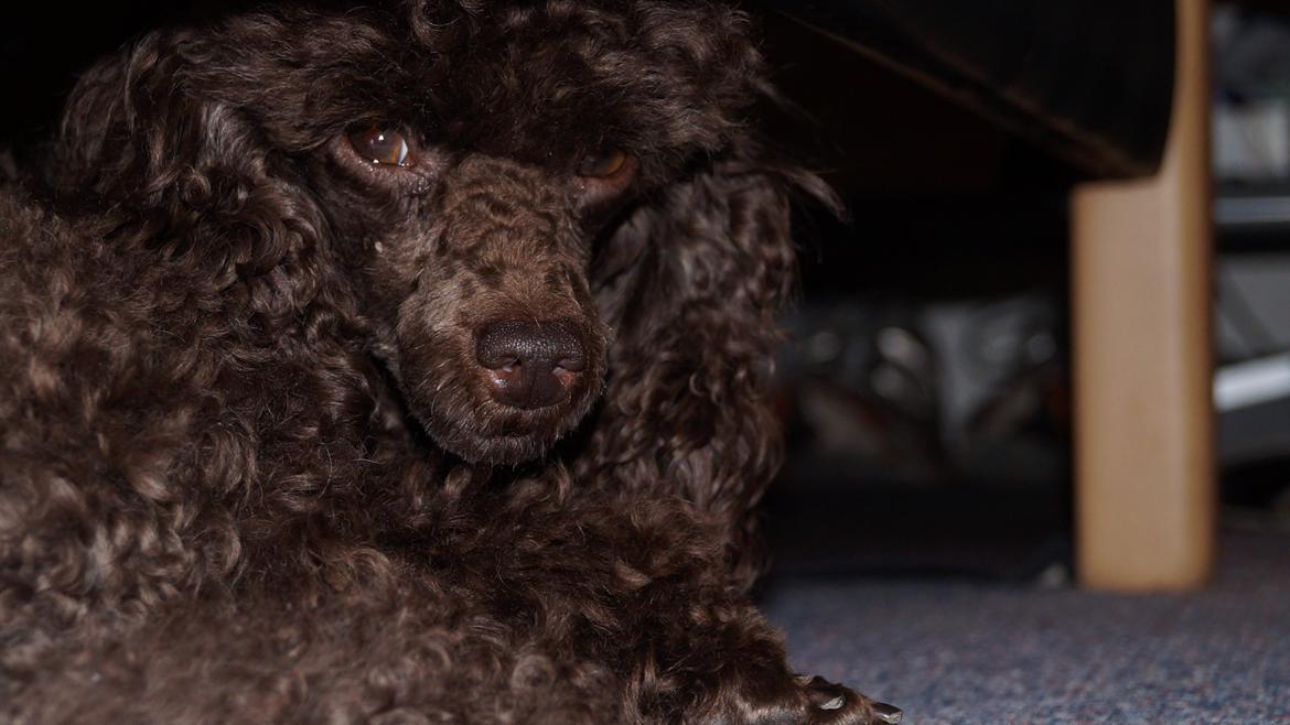 Toypuddel Salsa billede 5