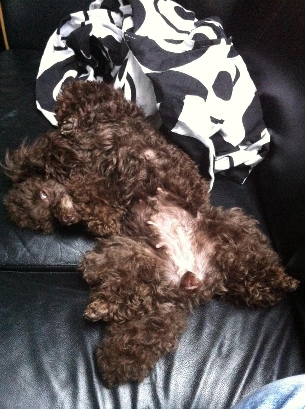 Toypuddel Salsa billede 6