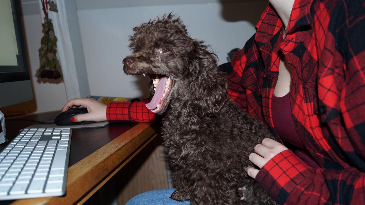 Toypuddel Salsa billede 7