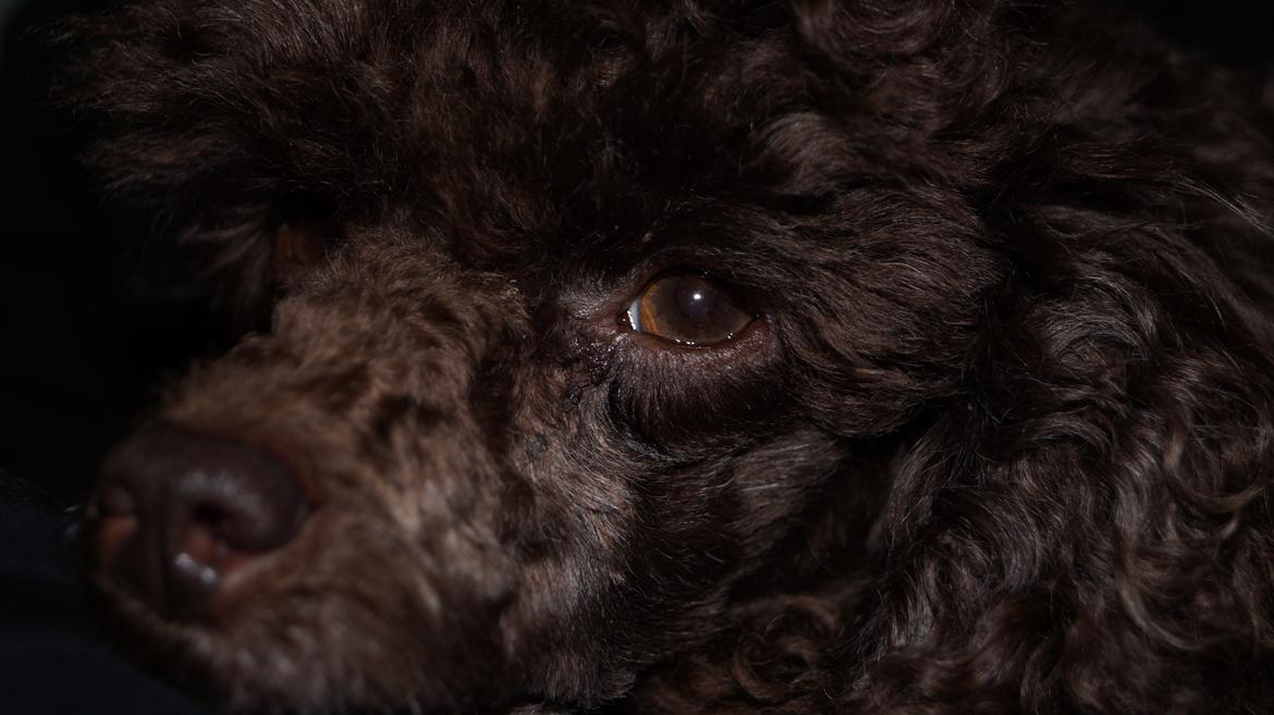 Toypuddel Salsa billede 8