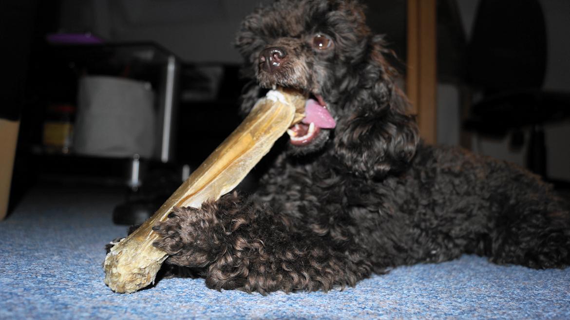 Toypuddel Salsa billede 9