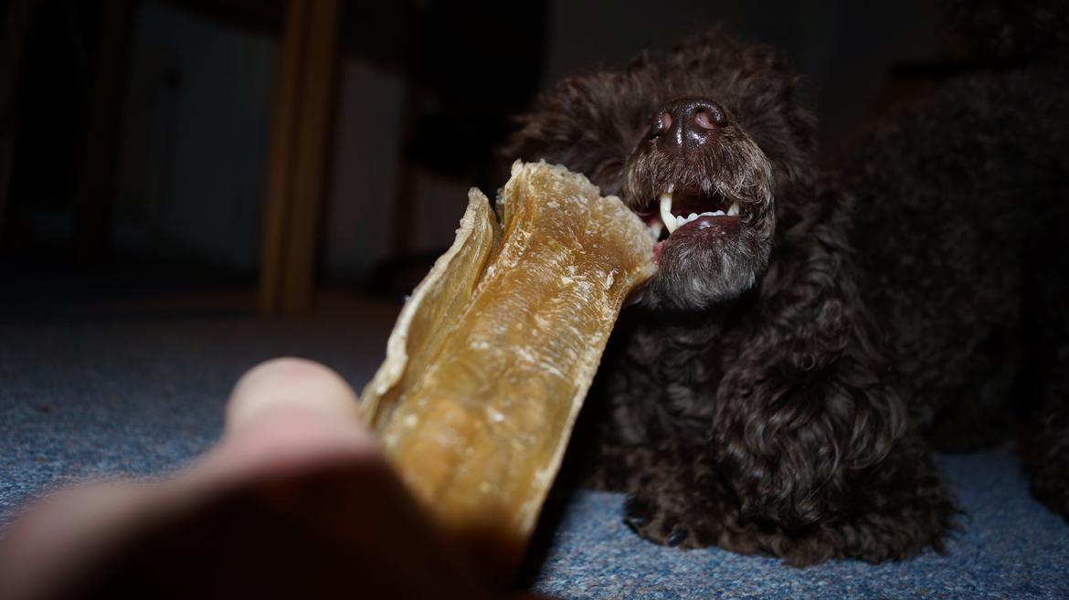 Toypuddel Salsa billede 10