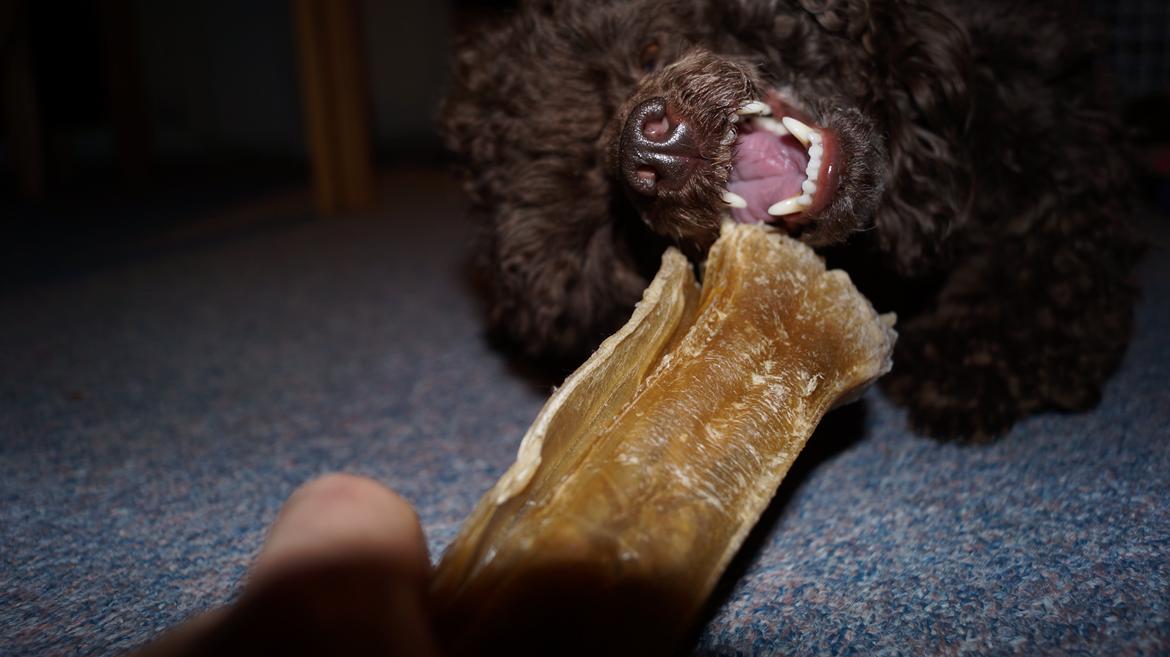 Toypuddel Salsa billede 11