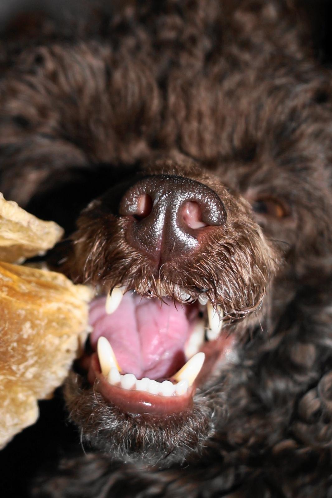 Toypuddel Salsa billede 12