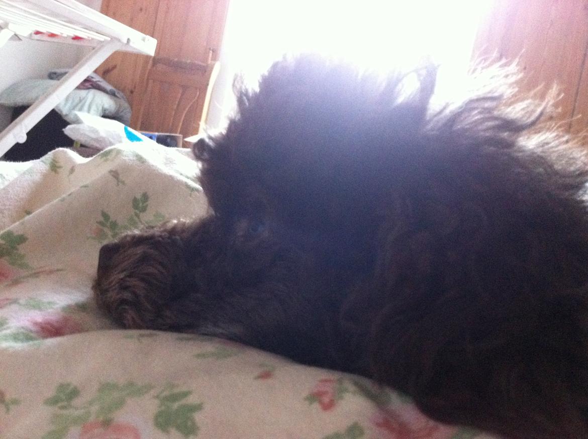 Toypuddel Salsa billede 13