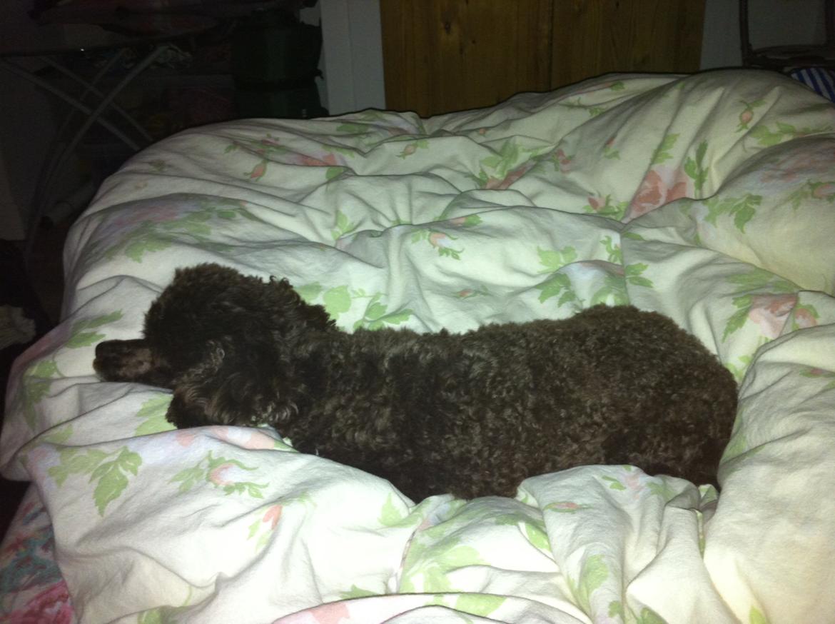 Toypuddel Salsa billede 14