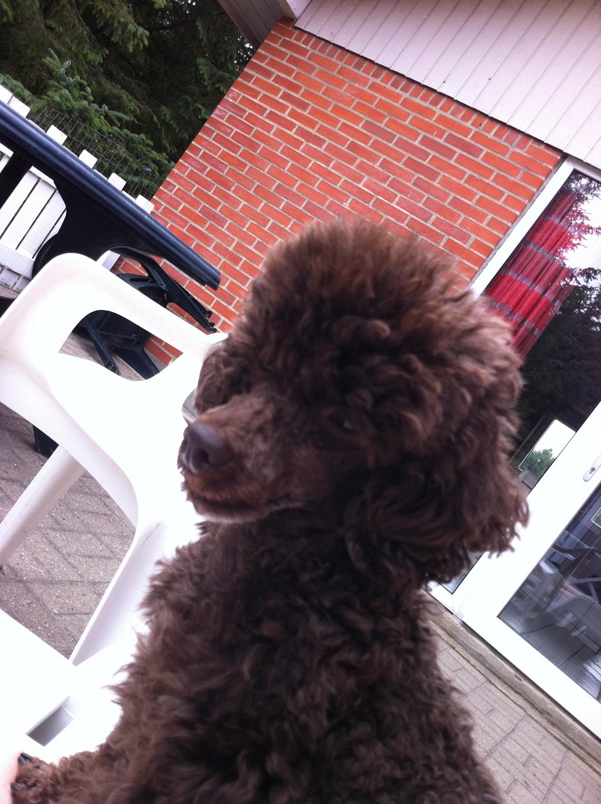 Toypuddel Salsa billede 16