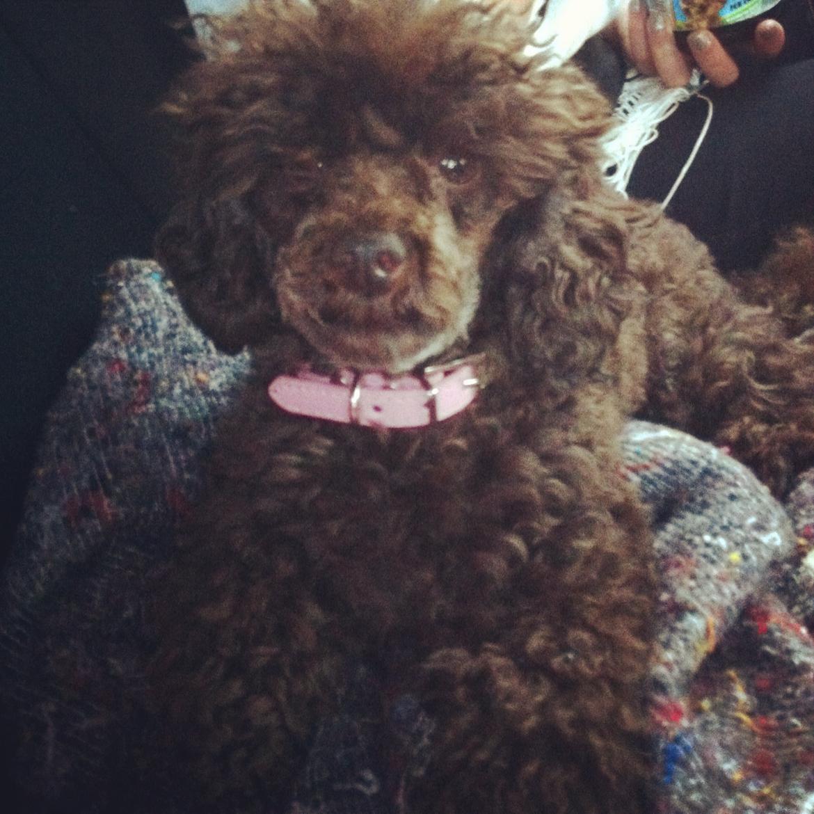 Toypuddel Salsa billede 17