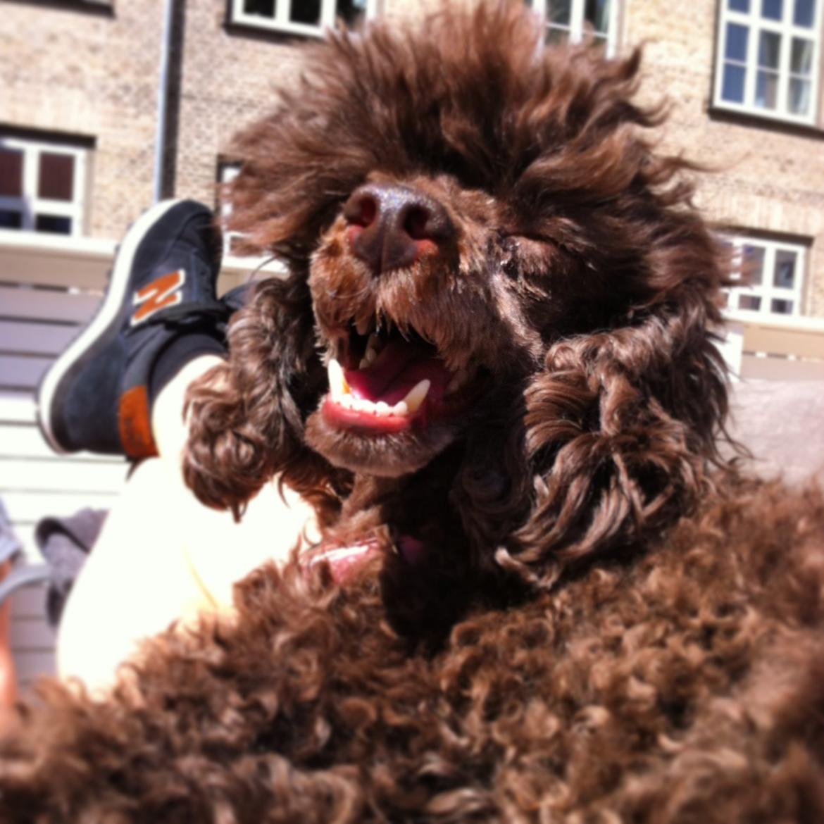 Toypuddel Salsa billede 3