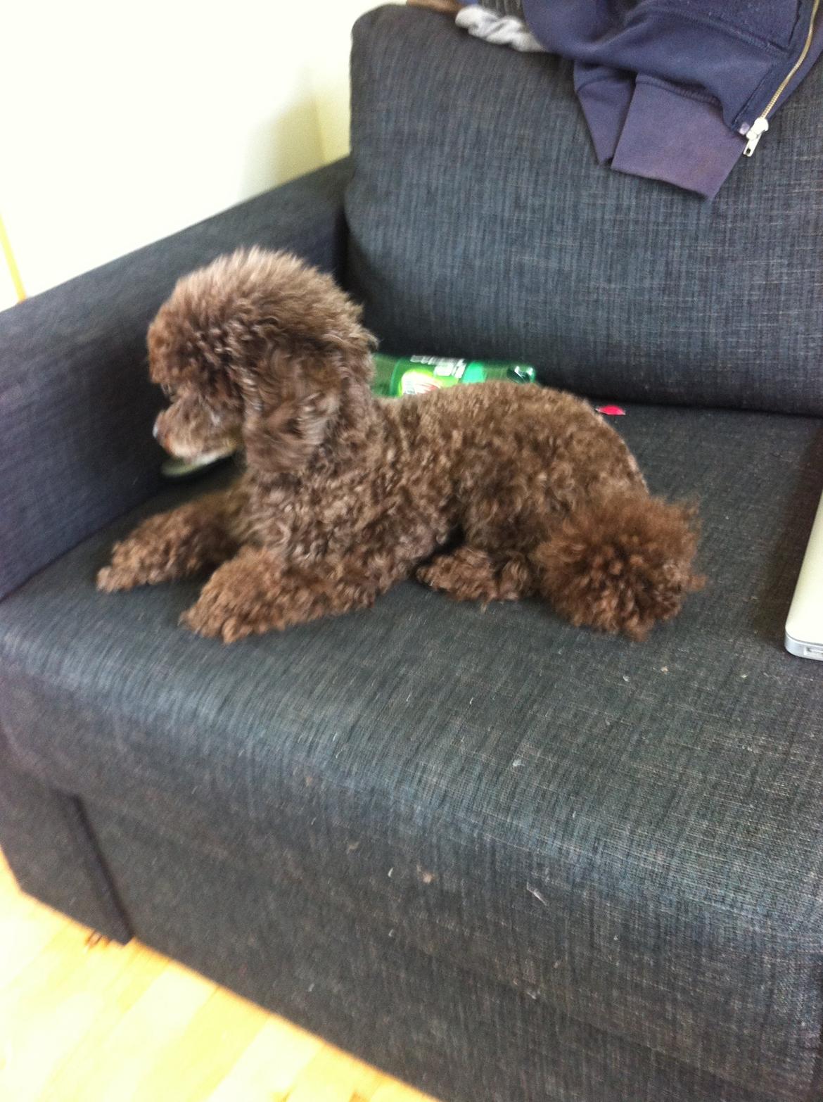 Toypuddel Salsa billede 20