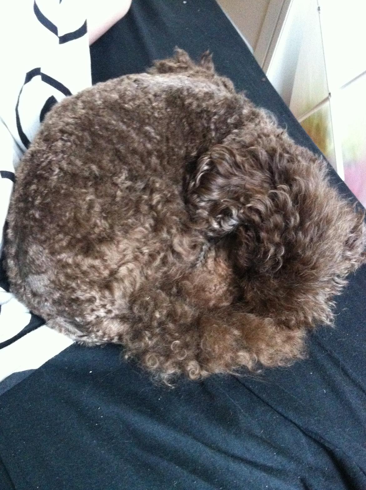 Toypuddel Salsa billede 21