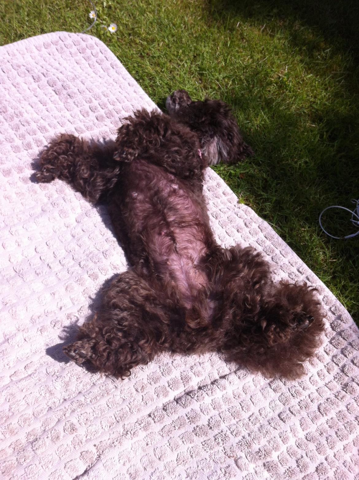 Toypuddel Salsa billede 22