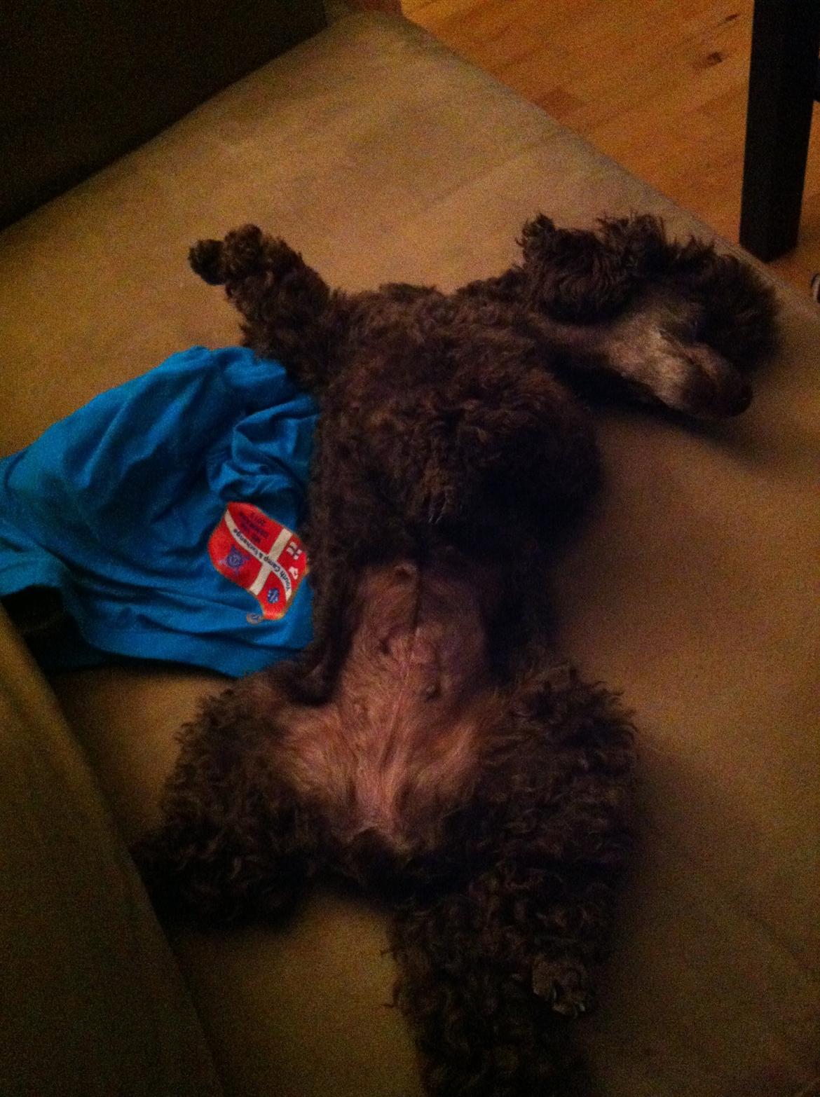 Toypuddel Salsa billede 24