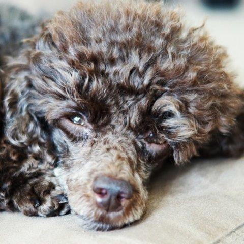 Toypuddel Salsa billede 1