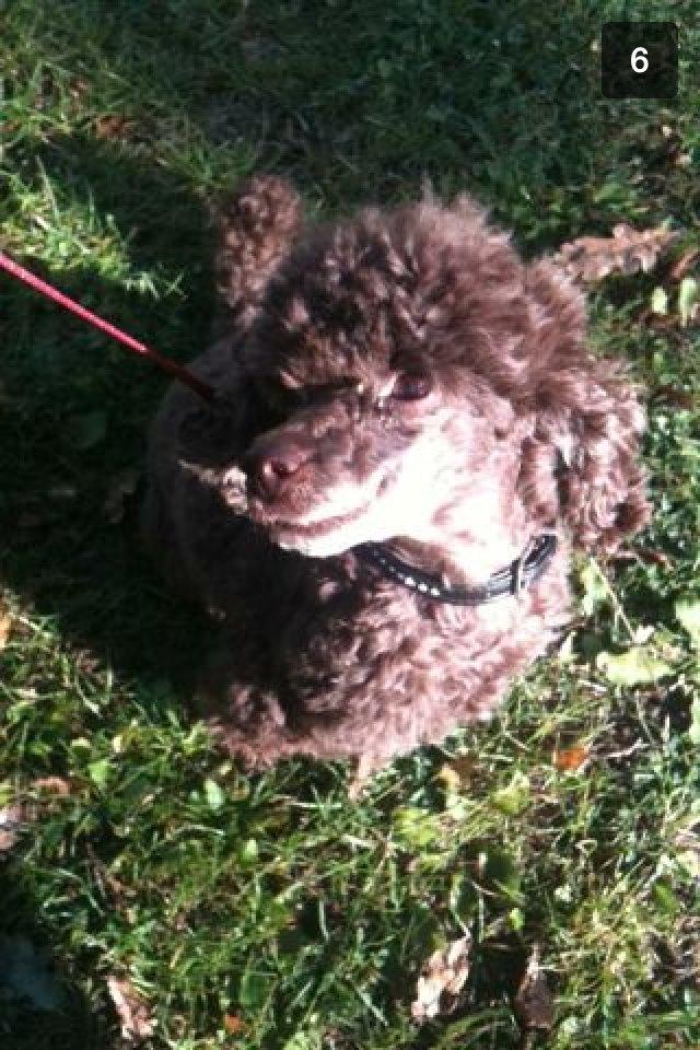 Toypuddel Salsa billede 25