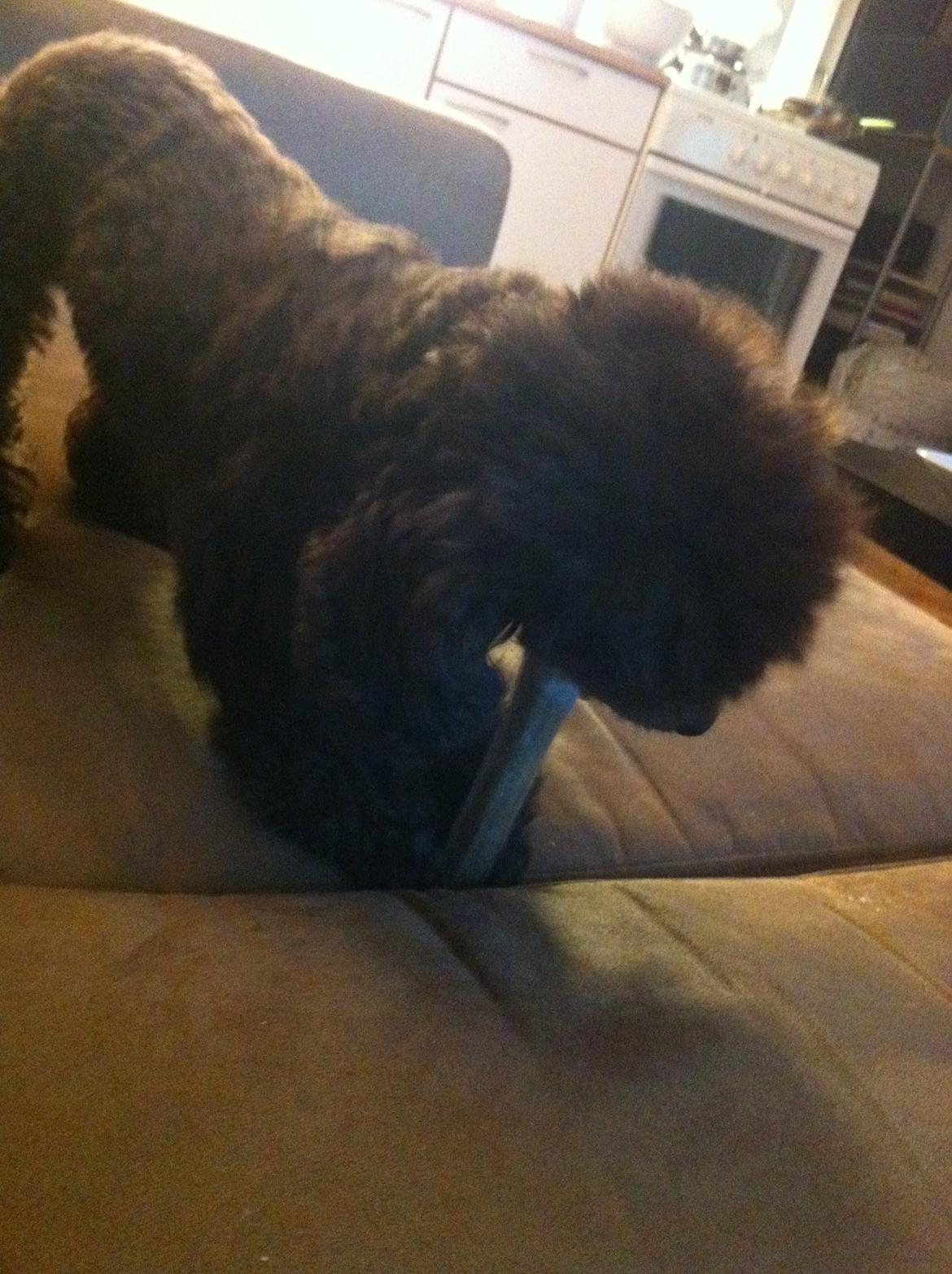 Toypuddel Salsa billede 26