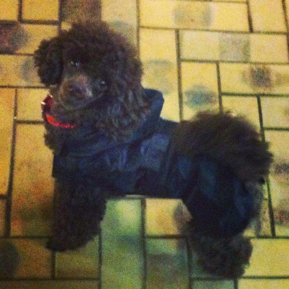 Toypuddel Salsa billede 28