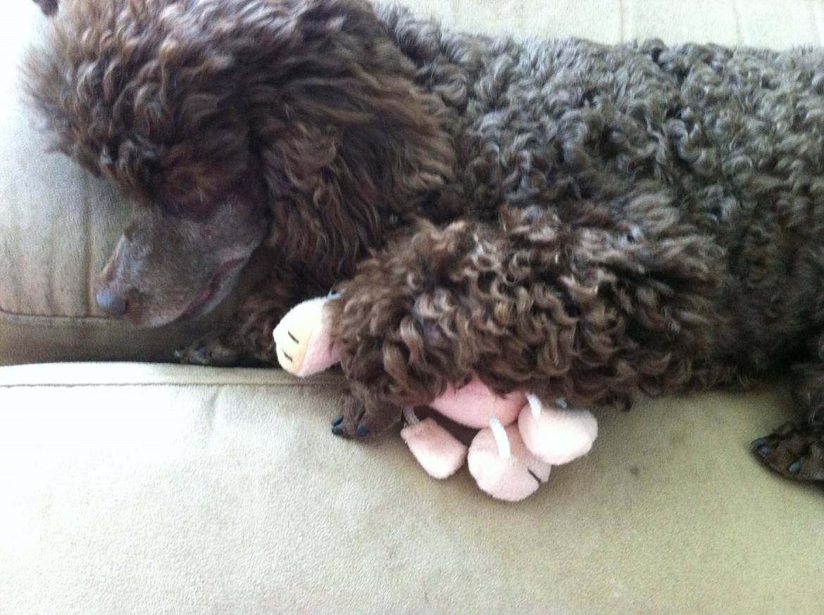 Toypuddel Salsa billede 29