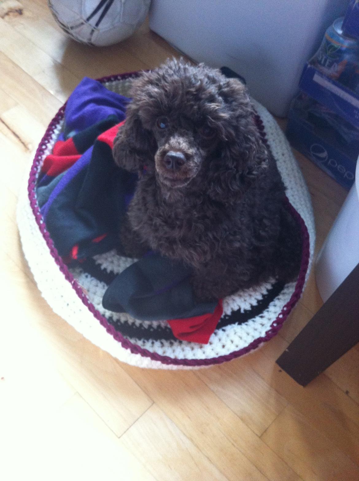 Toypuddel Salsa billede 30