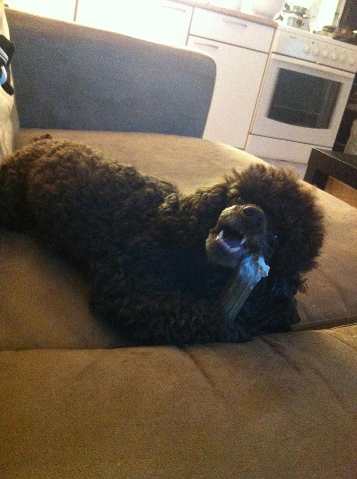 Toypuddel Salsa billede 27