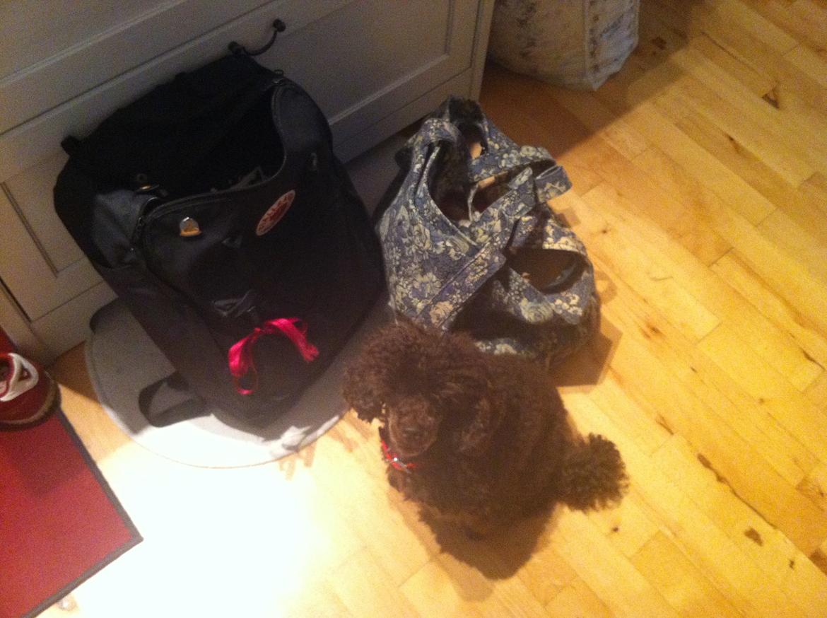 Toypuddel Salsa billede 32