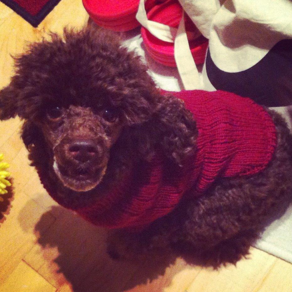 Toypuddel Salsa billede 31