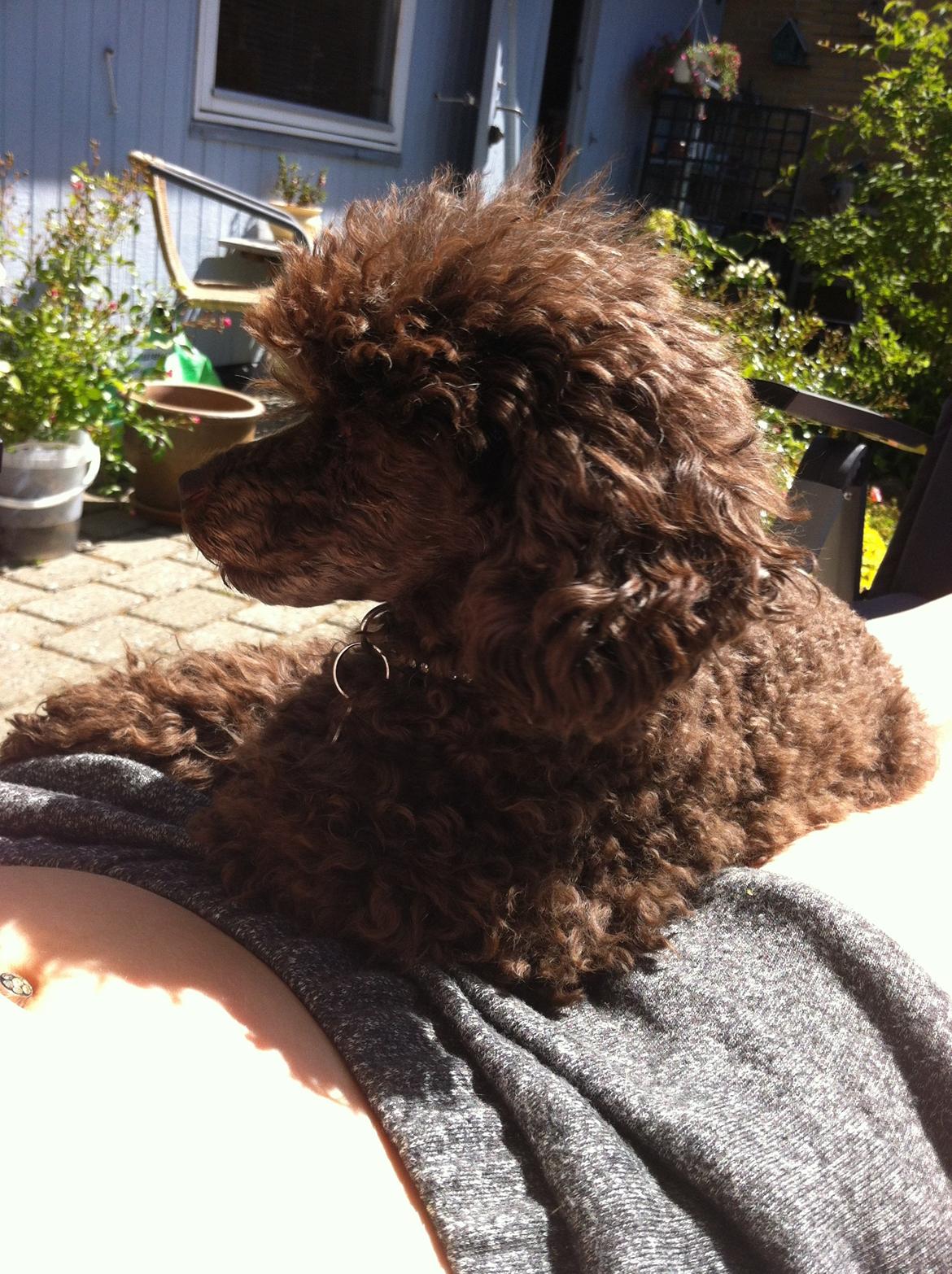 Toypuddel Salsa billede 33