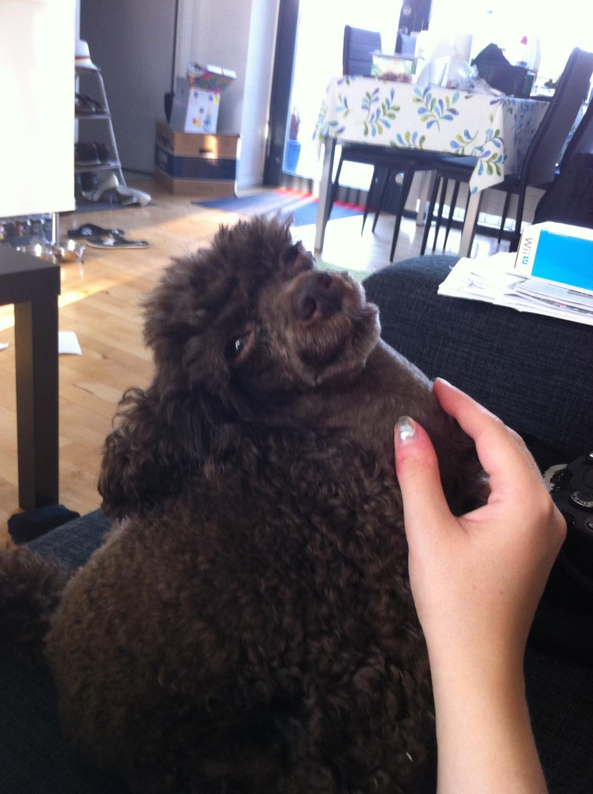 Toypuddel Salsa billede 34