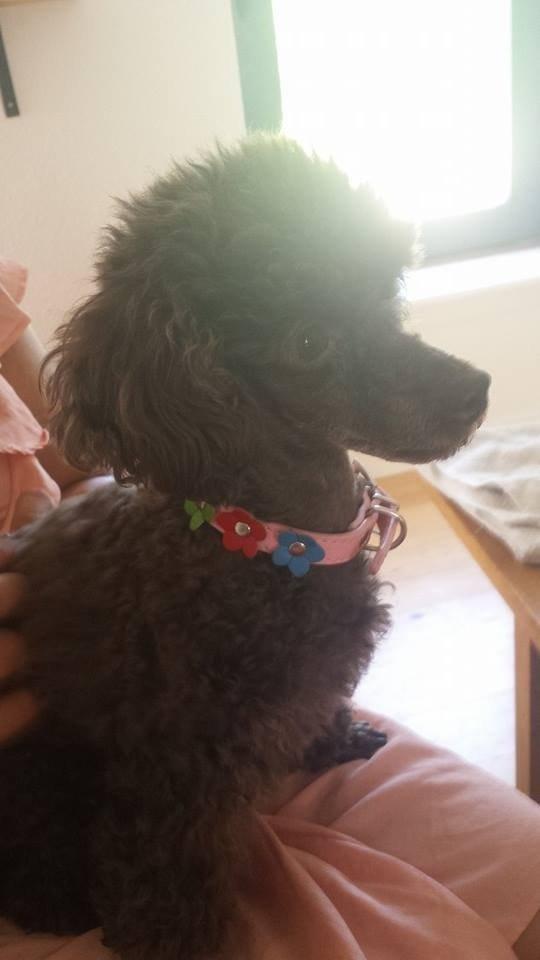 Toypuddel Salsa billede 35