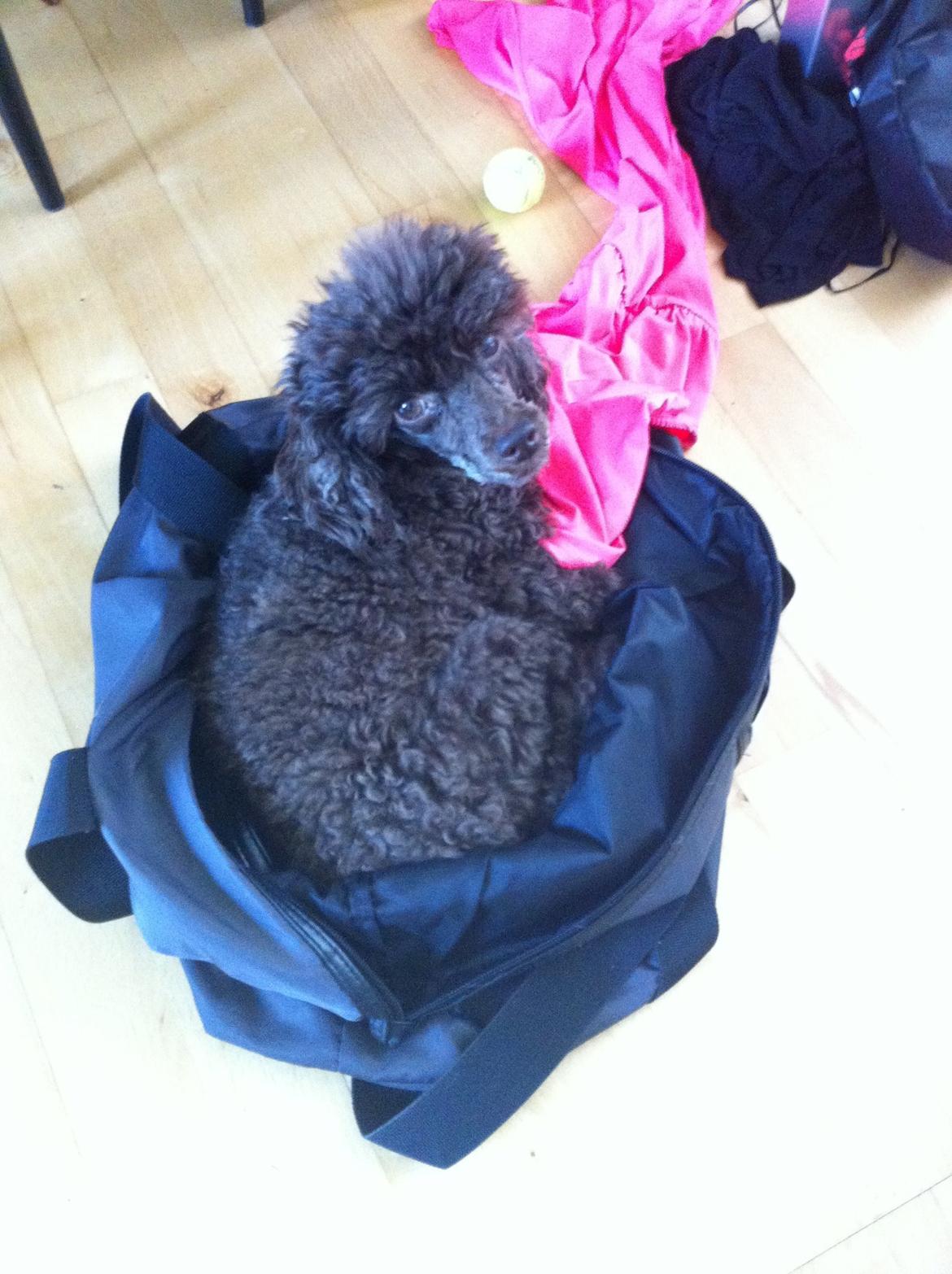 Toypuddel Salsa billede 36