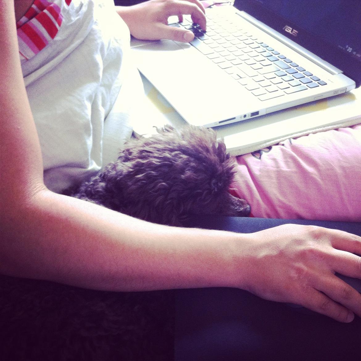 Toypuddel Salsa billede 37