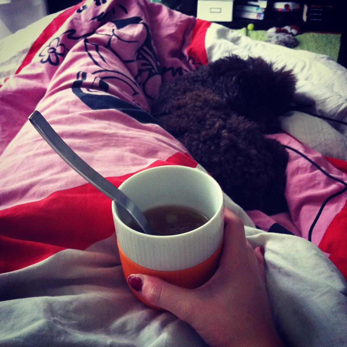 Toypuddel Salsa billede 38