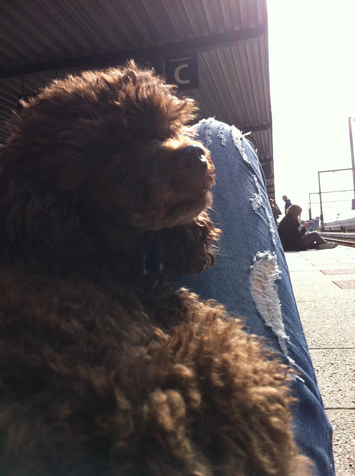 Toypuddel Salsa billede 39