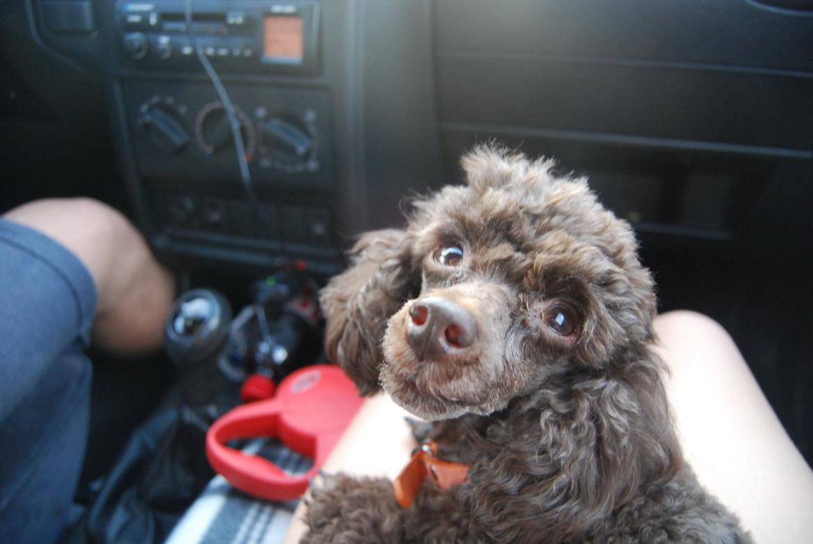 Toypuddel Salsa billede 40