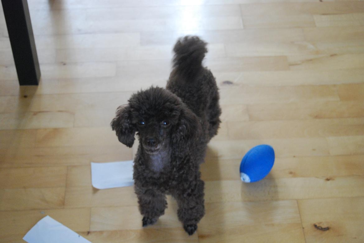 Toypuddel Salsa billede 41