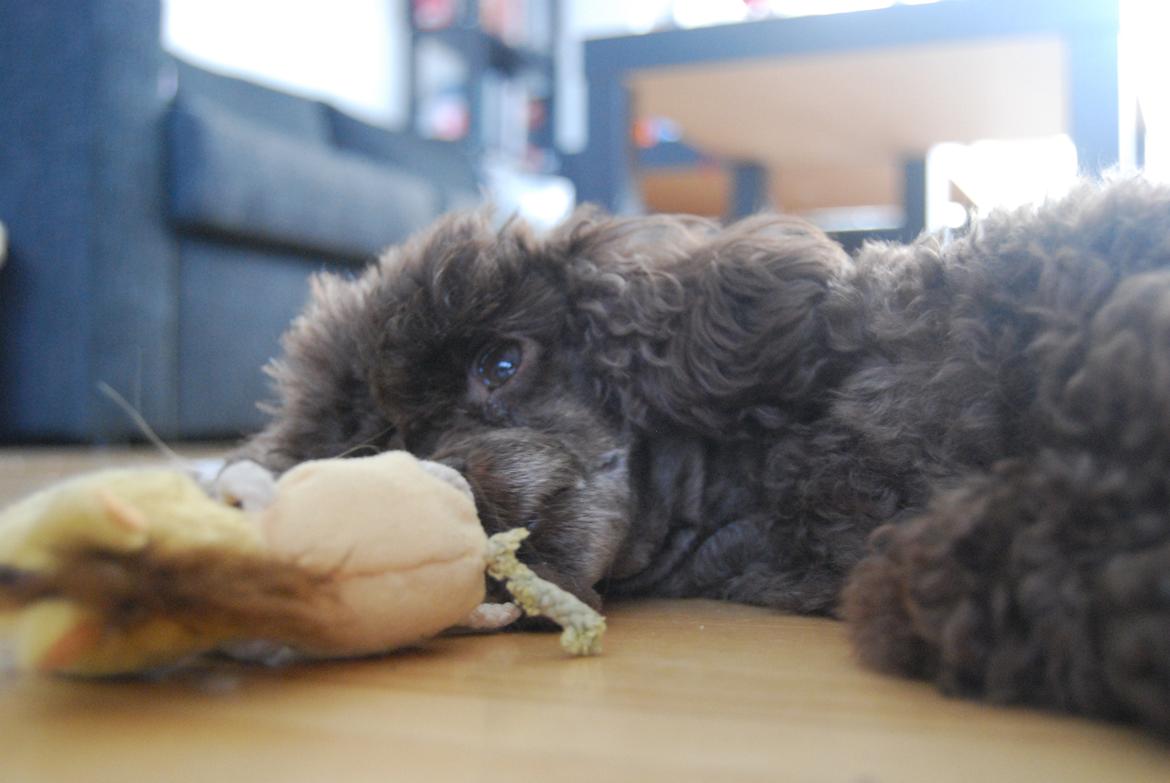 Toypuddel Salsa billede 42