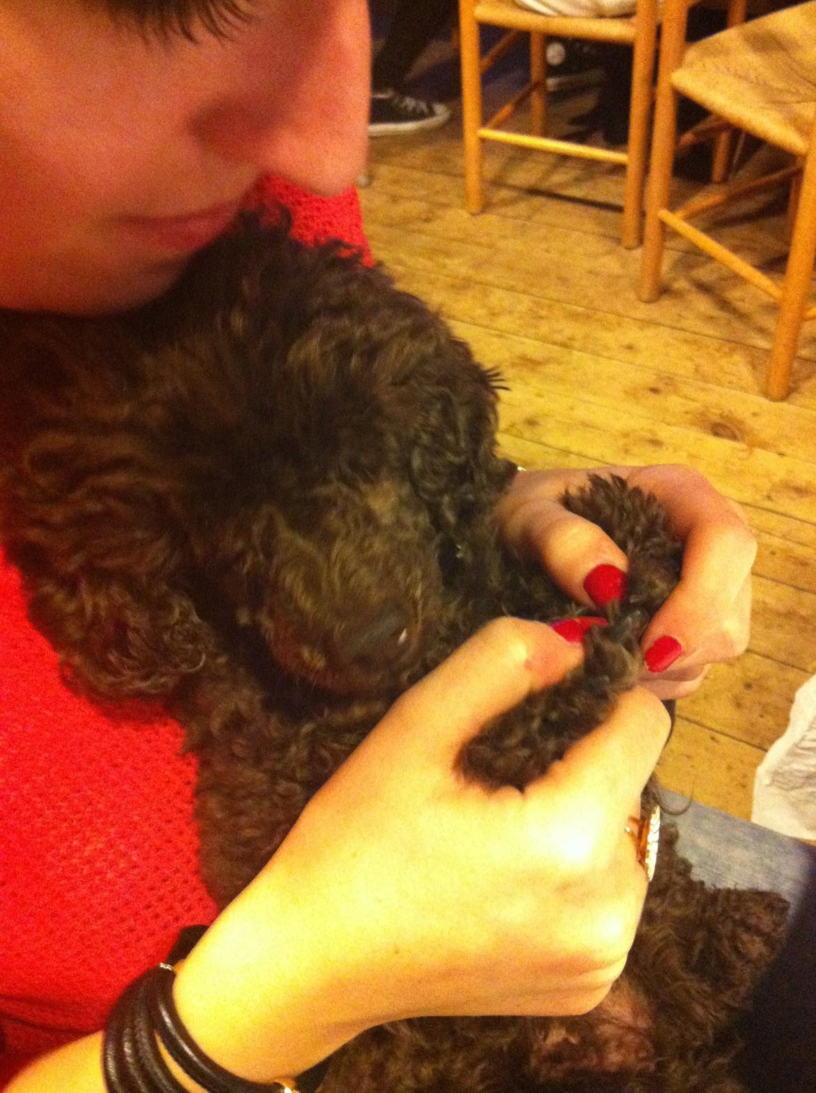 Toypuddel Salsa billede 43