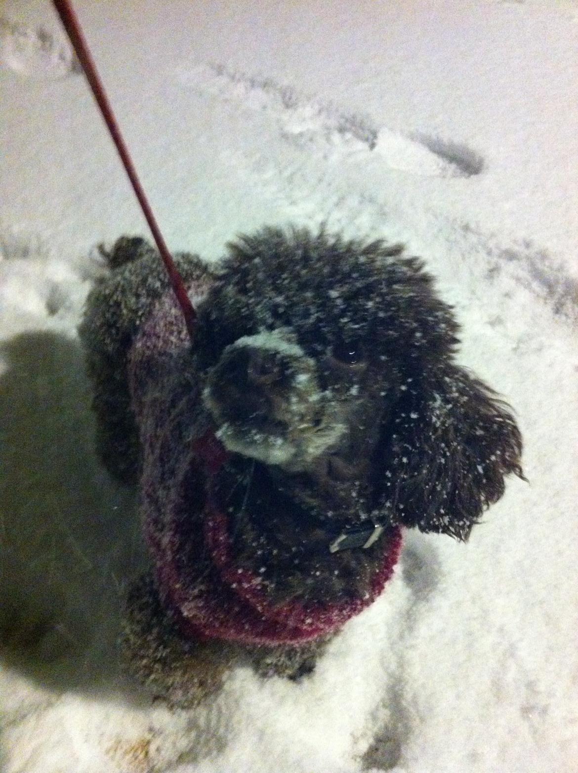 Toypuddel Salsa billede 4