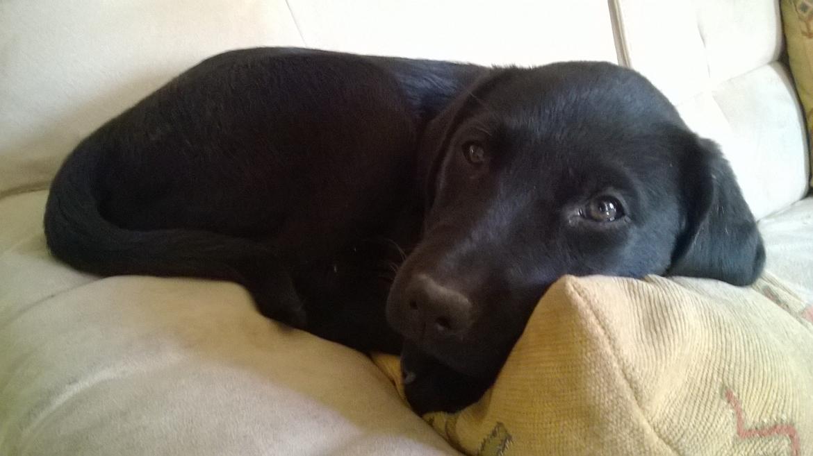Labrador retriever † Sif †  billede 45