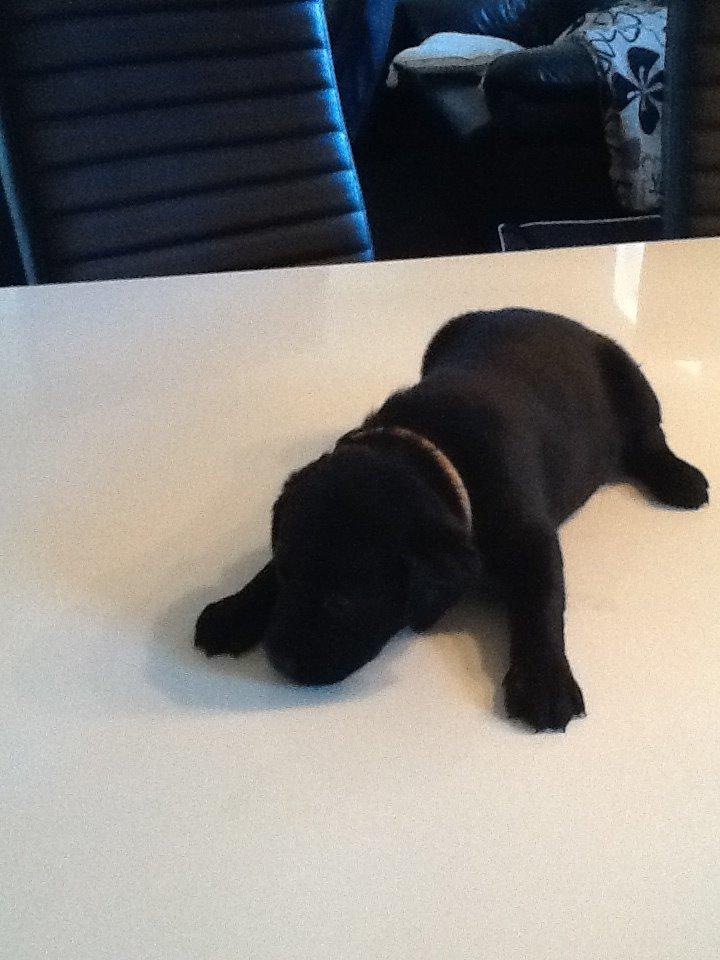 Labrador retriever Sif billede 41