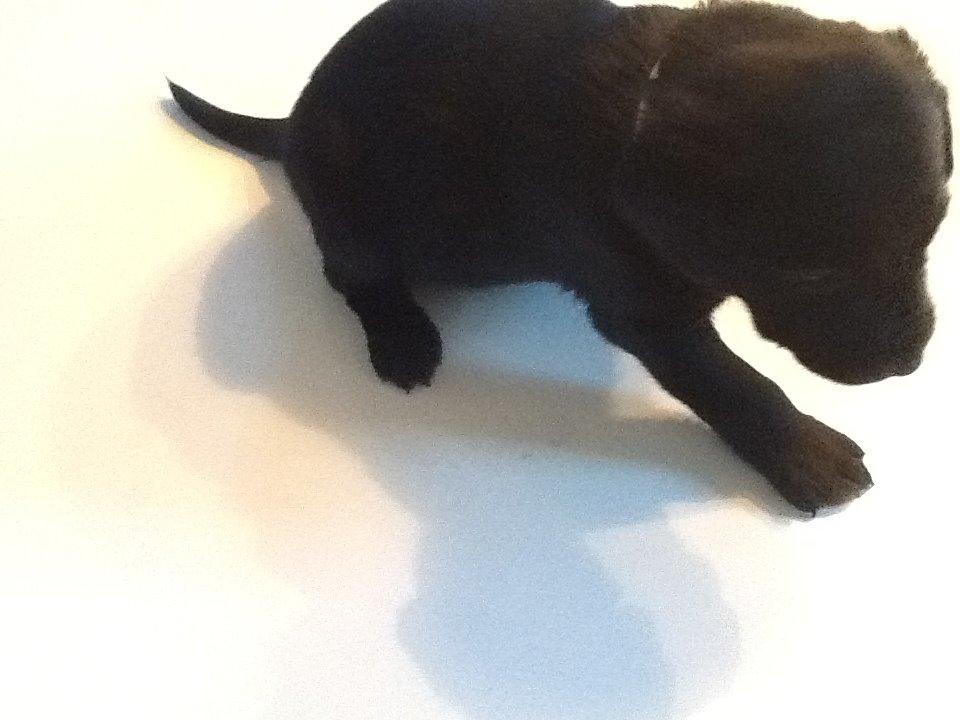 Labrador retriever Sif billede 46