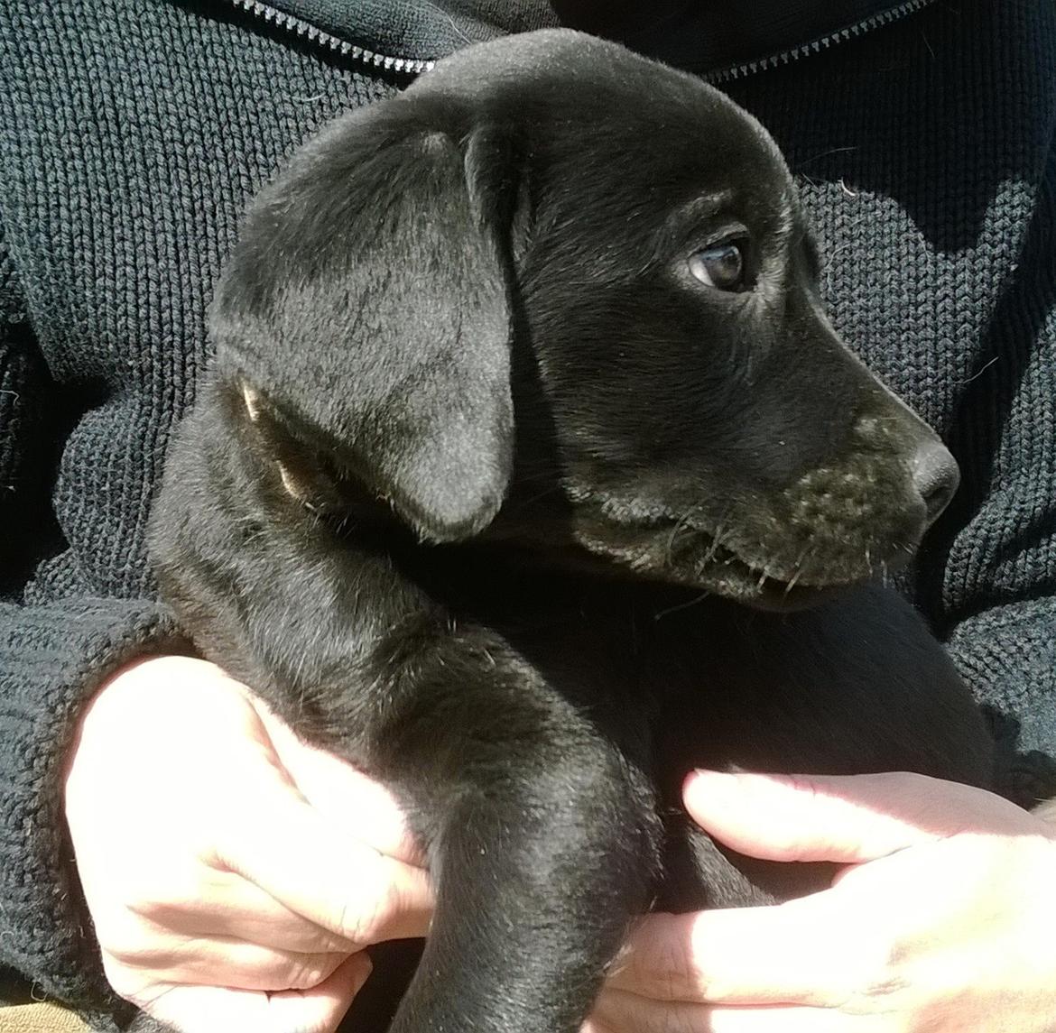 Labrador retriever Sif billede 47