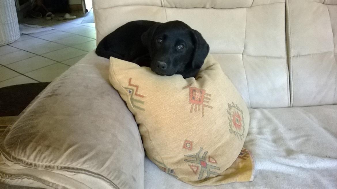 Labrador retriever Sif billede 48