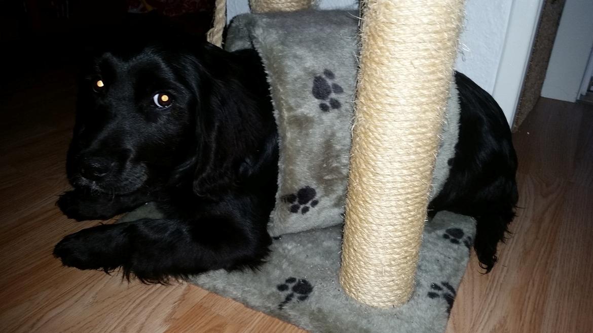 Blanding af racer Kasey - den dag vi fik hende hjem.... meget bange hund  billede 6