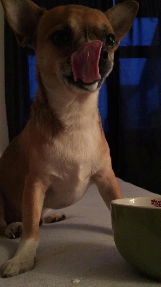 Chihuahua King billede 1