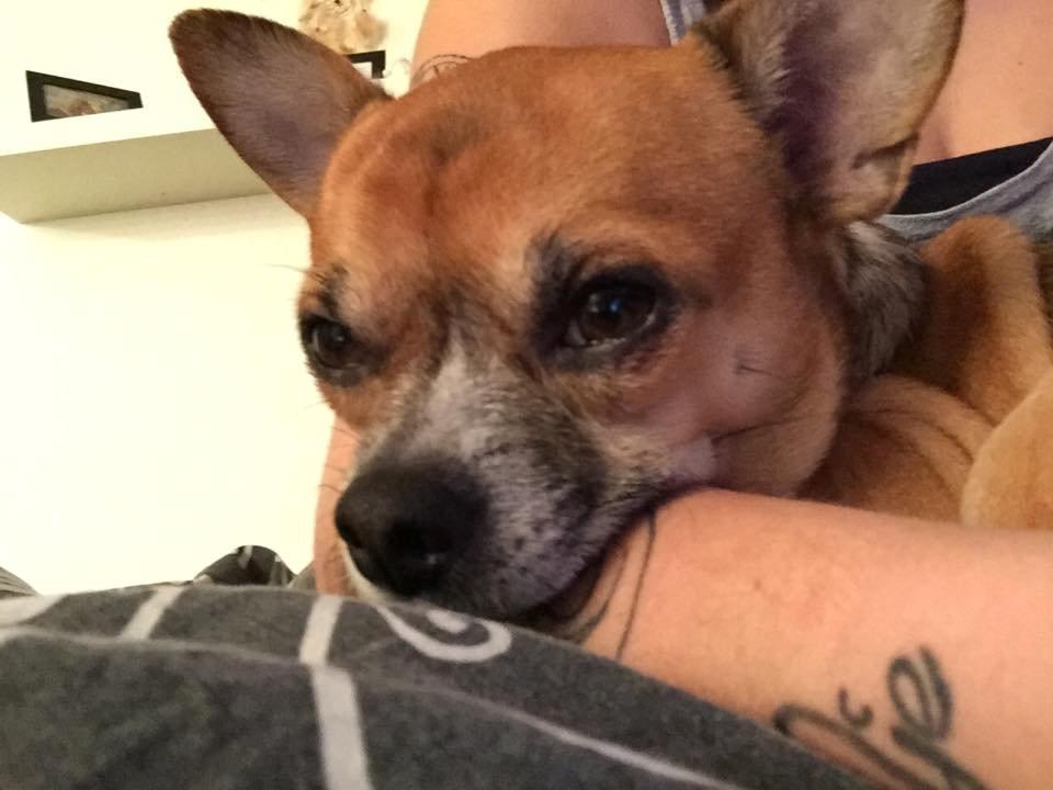 Chihuahua King billede 2