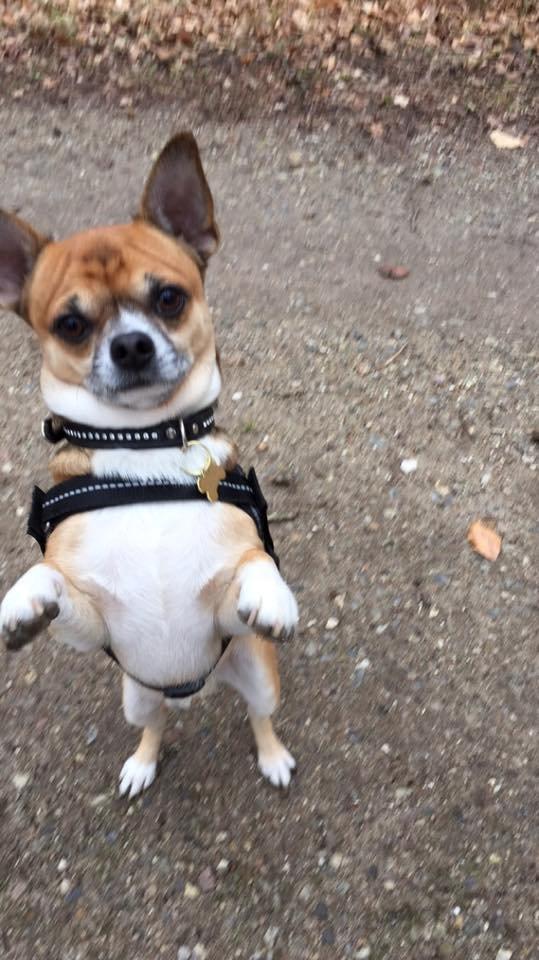 Chihuahua King billede 3