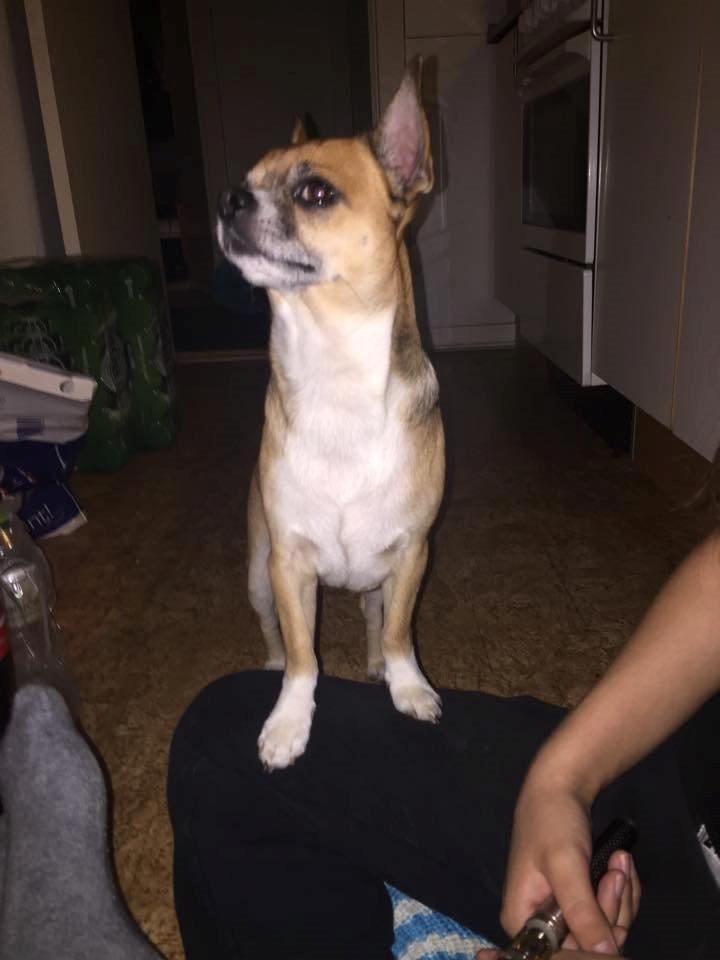 Chihuahua King billede 4